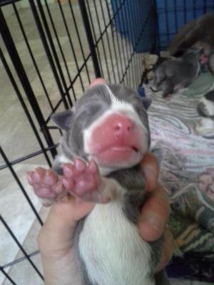 BluePitbullPuppiesforsale